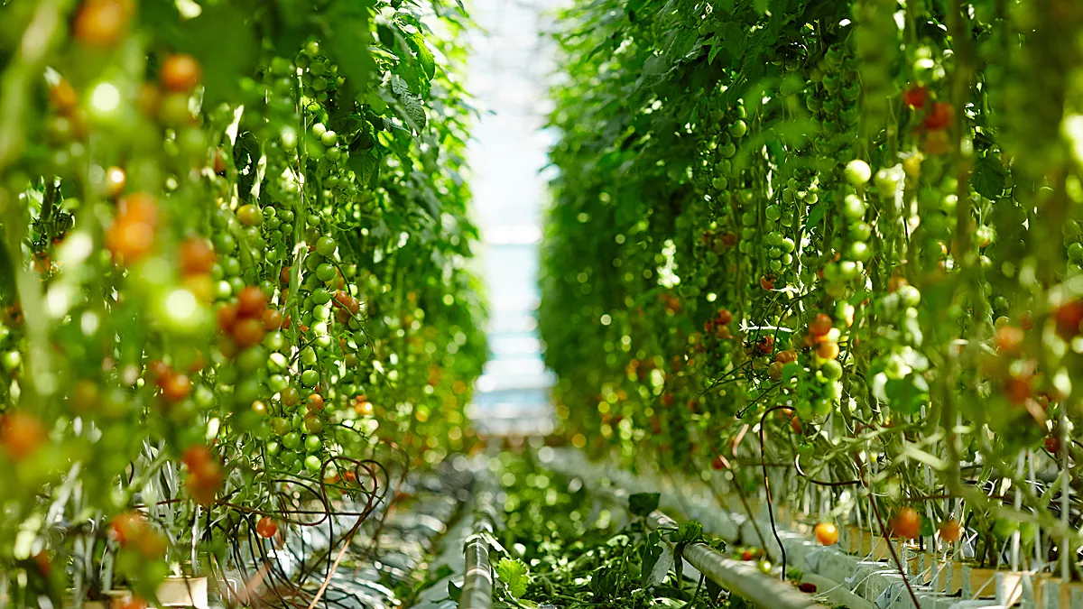 tuinderskas tomatenkas