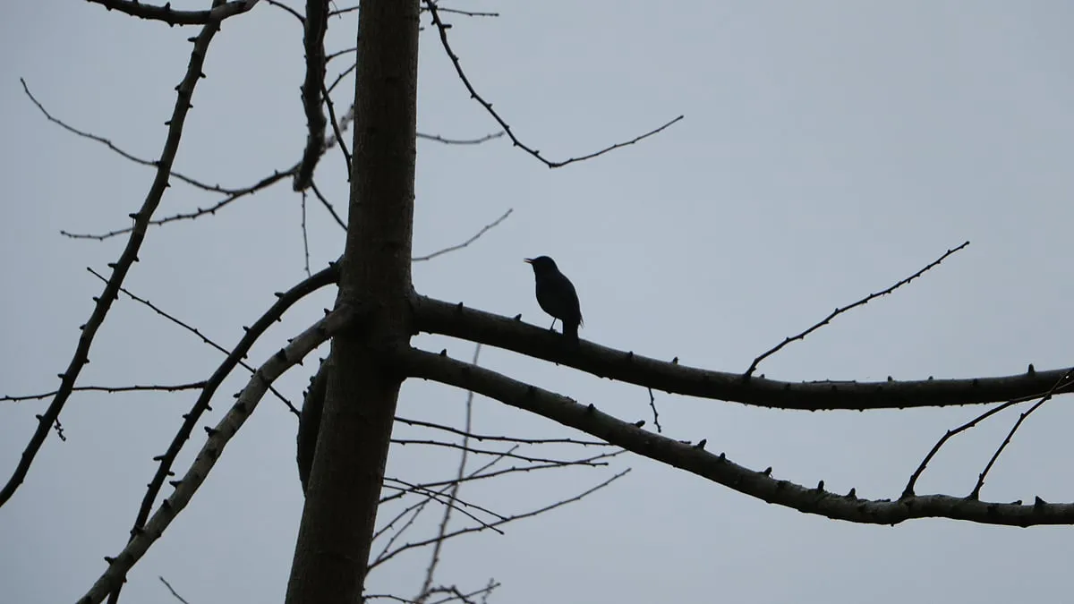 tuinvogeltelling 2021