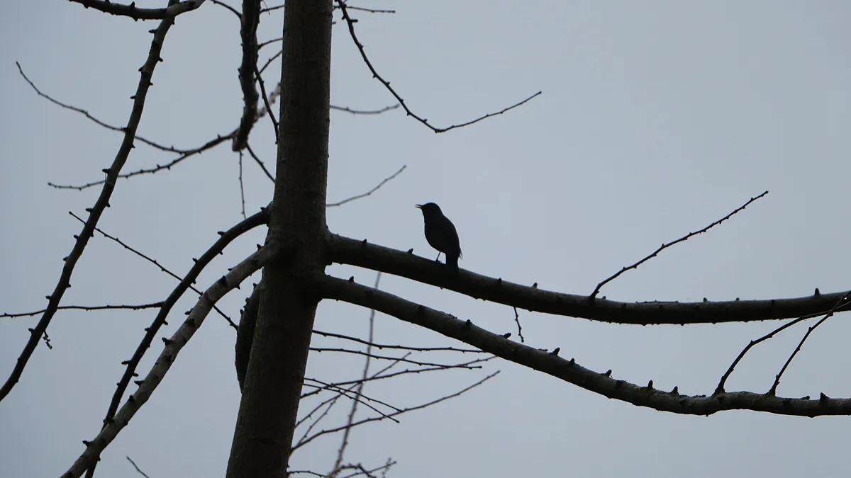 tuinvogeltelling 2021