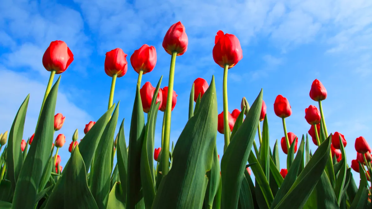 tulpen cc0 petr kratochvil via publicdomainpicturesnet
