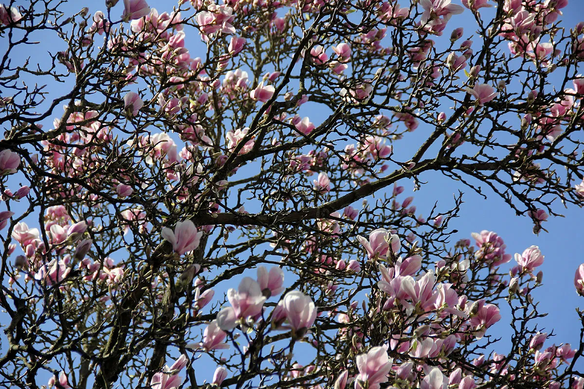 tulpenboom in bloei voorjaar 2017