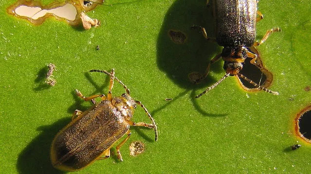 u29aolugyb6636faabqz6nvi2 insecten kevers