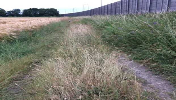 uitloopgebied holtum