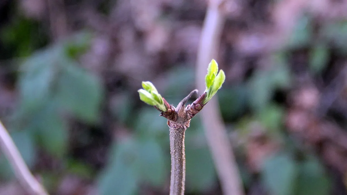 uitlopers en knoppen in een te zachte winter