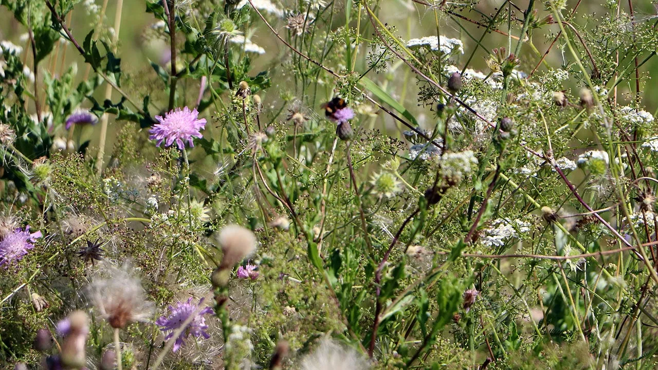 ursulinentuin overwoekerd fijn voor insecten