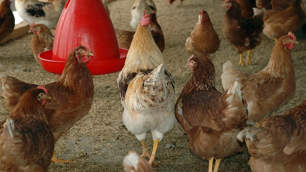 v1lon6ao5qfxqd58pcli2jfx4 kippen chicken coop 2457451920