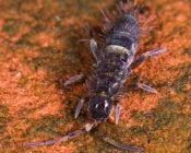 v3bkhg0orpvi8t4fvuf155rc8 204509