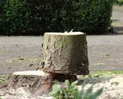 v4eyoxudlolf5w3vc28xqcds1 73260