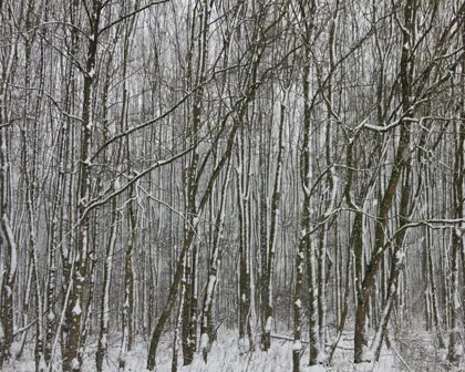 v5va8uzgtarvnu4pghcivps6i 214233