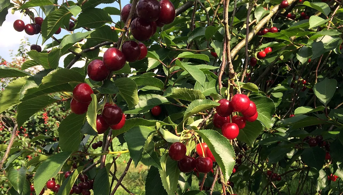 vakantiebaantje kersenplukken