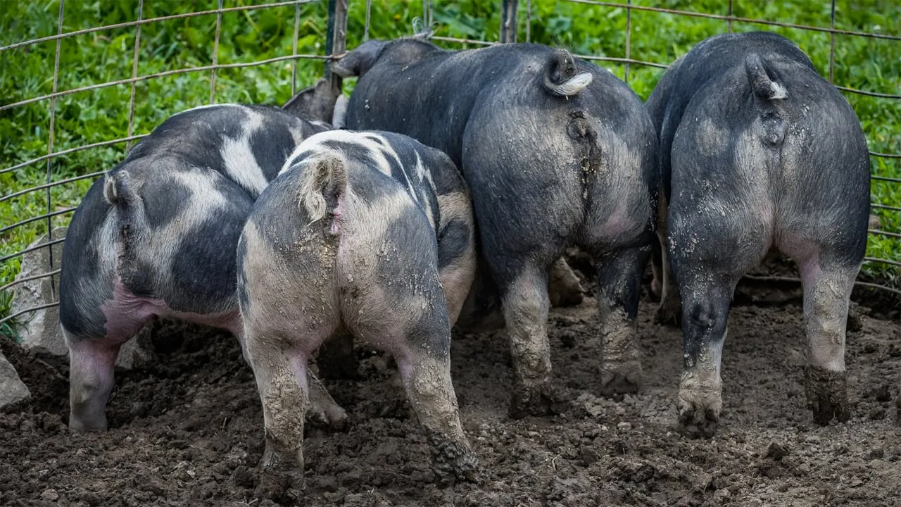 varkenskonten cc0 via pexels