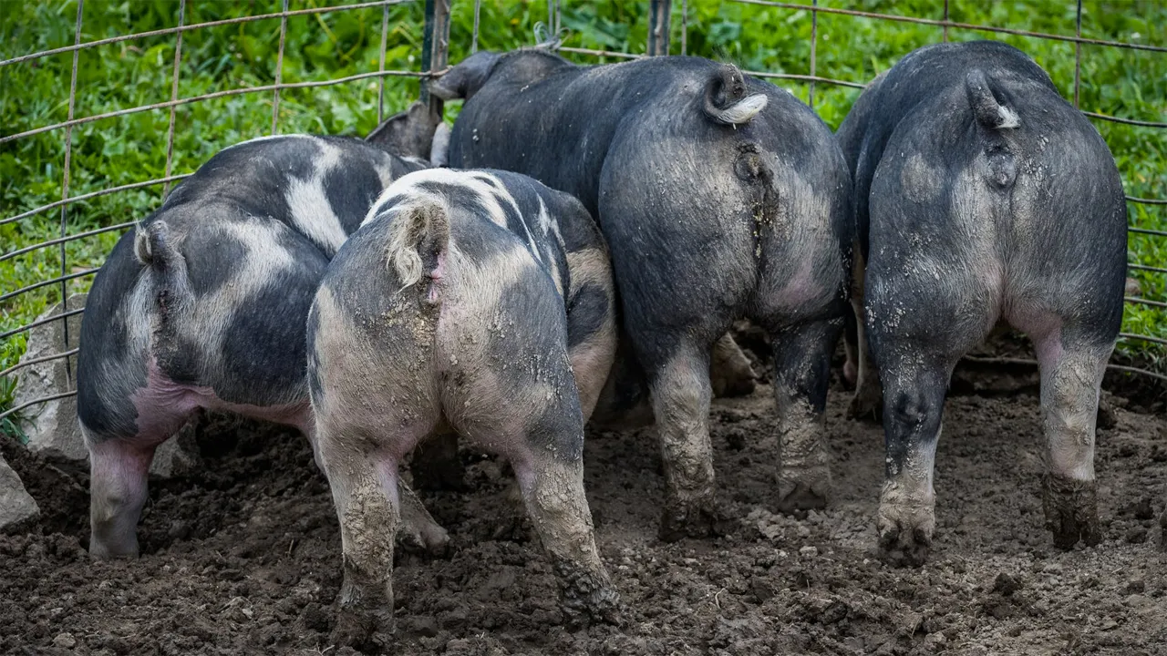 varkenskonten cc0 via pexels