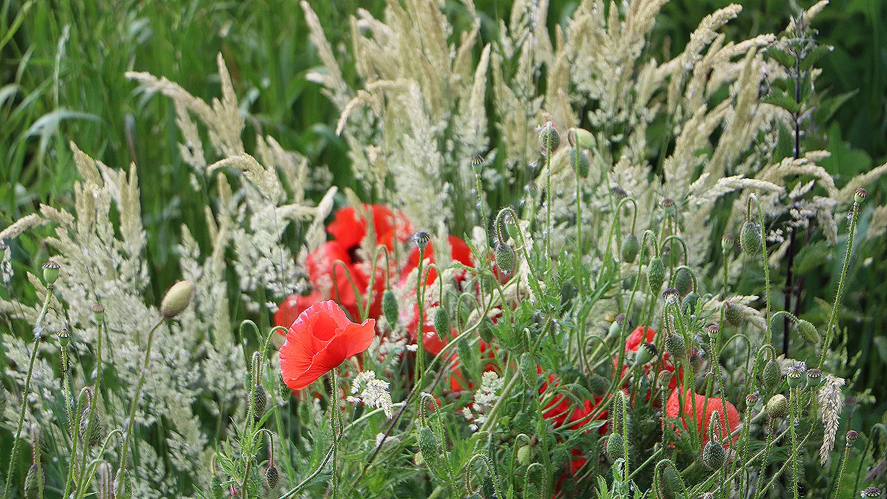 veldboeket langs de maas in grevenbicht