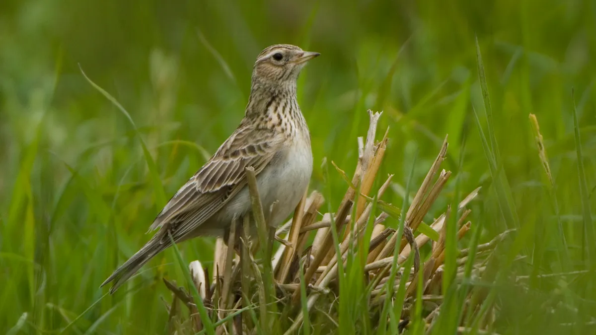 veldleeuwerik dsc 9751 patrickpalmen