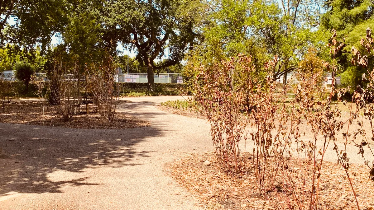 verdorde nieuwe aanplant in stadspark