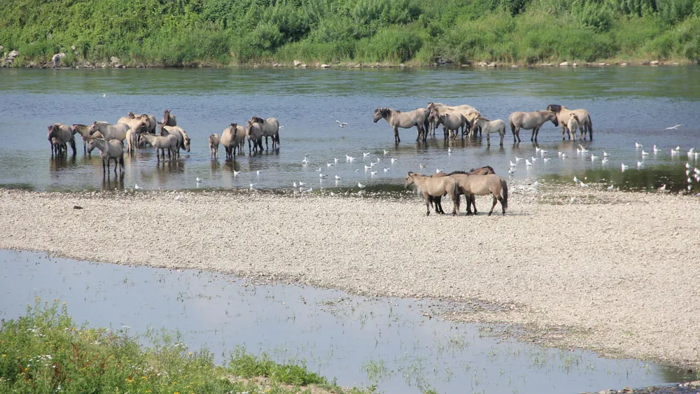 verkoeling konikpaarden roosteren