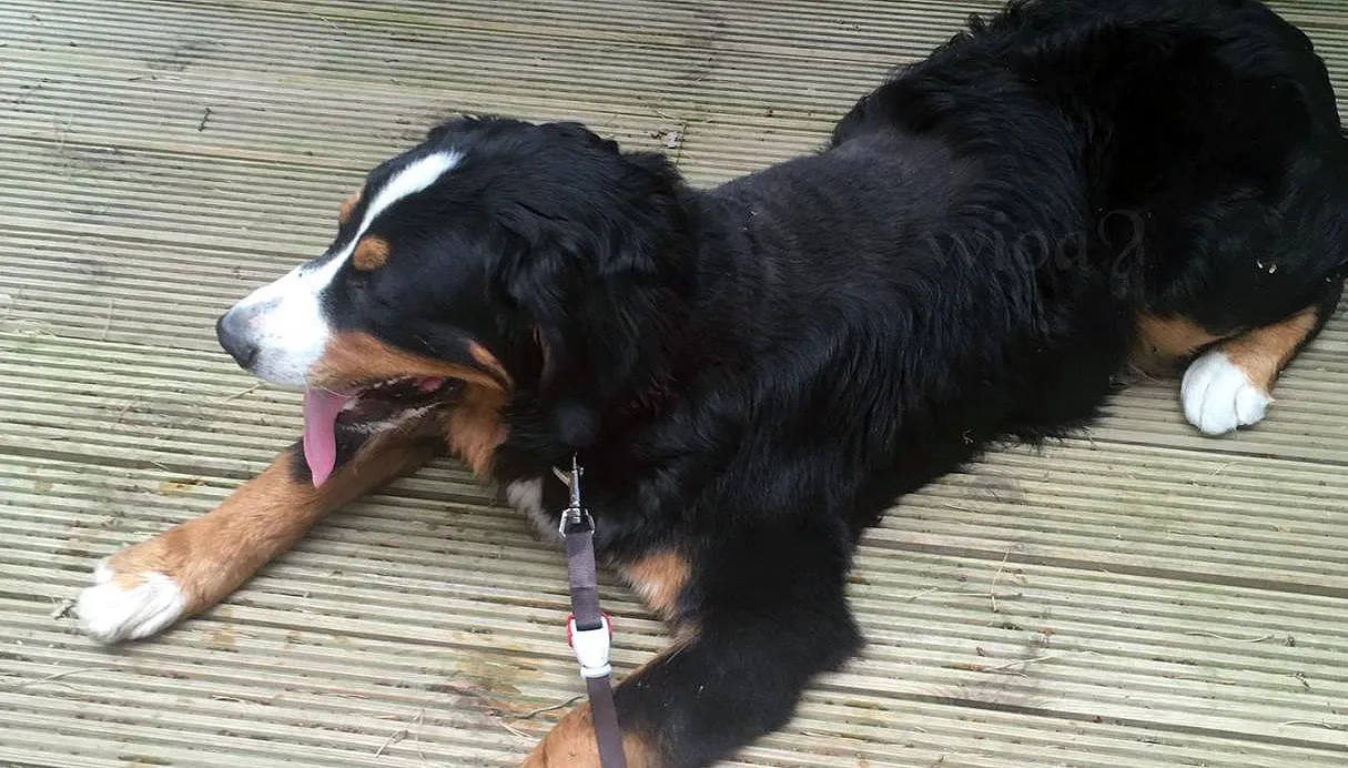 vermist cuba berner sennen