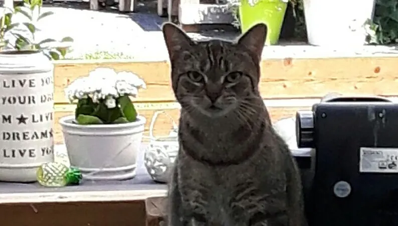 vermist poes chayenne 1