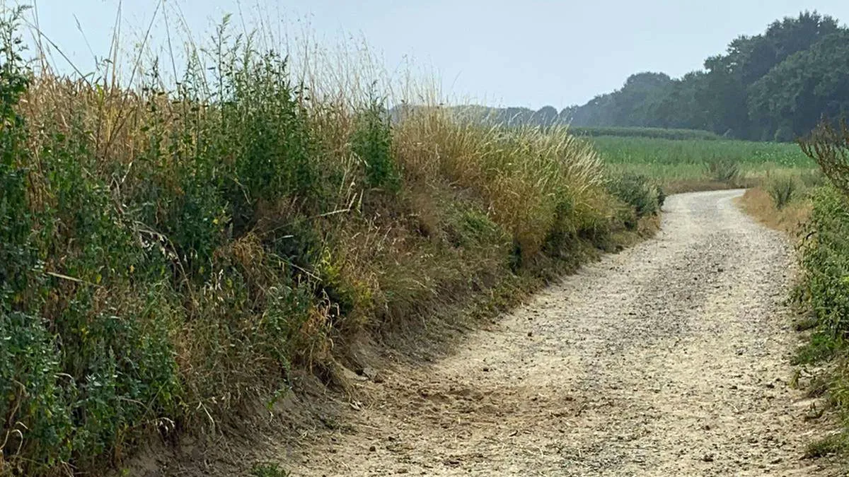 vernield wespennest berm kollenberg
