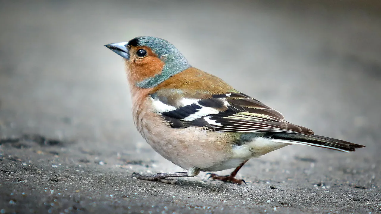 vink cc0 via pixabay chaffinch 2491484 1280