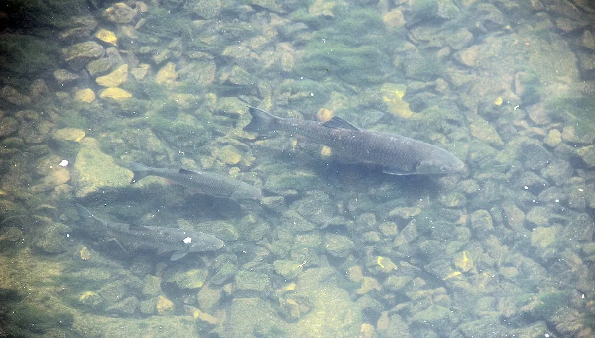 vis in beek ligne kopvoorn