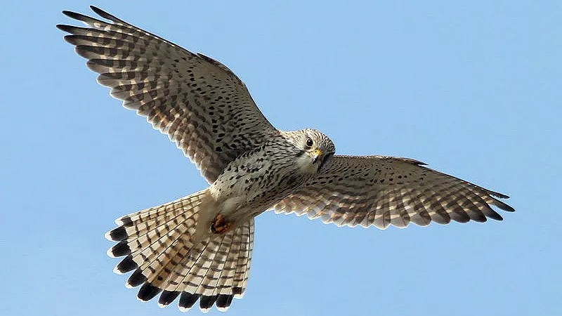 vl9wdeq3kecyfwmybirpmct0a torenvalk biddend bidt