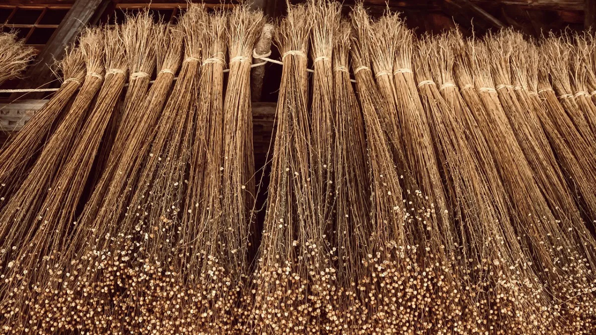 vlas cc0 via pixabayjpg