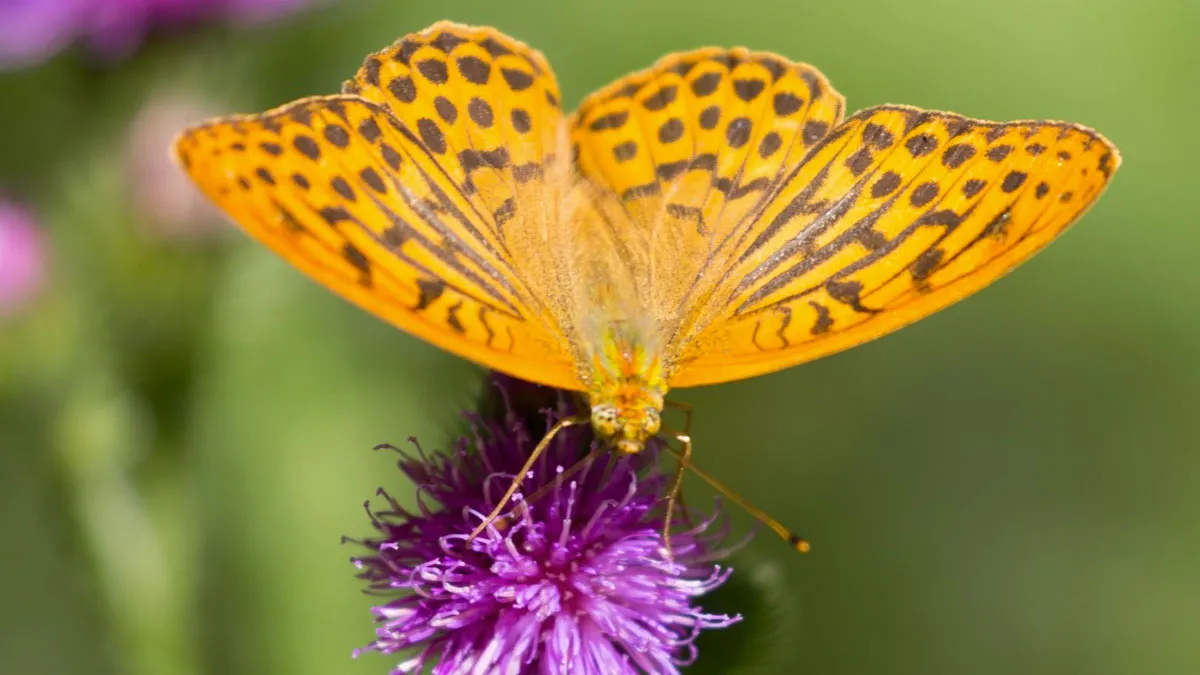 vlindertelling vlinder keizersmantel