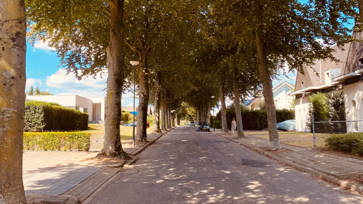 vredeslaan beuken limbricht