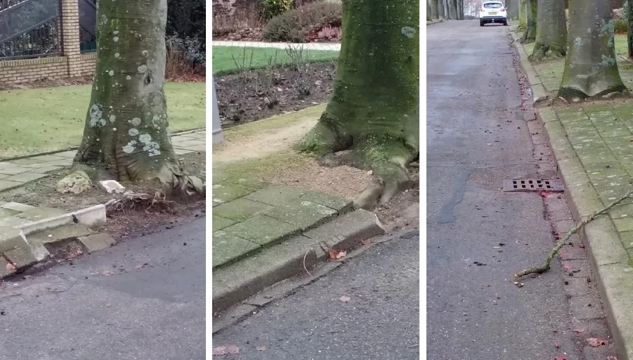 vredeslaan limbricht bomen 1