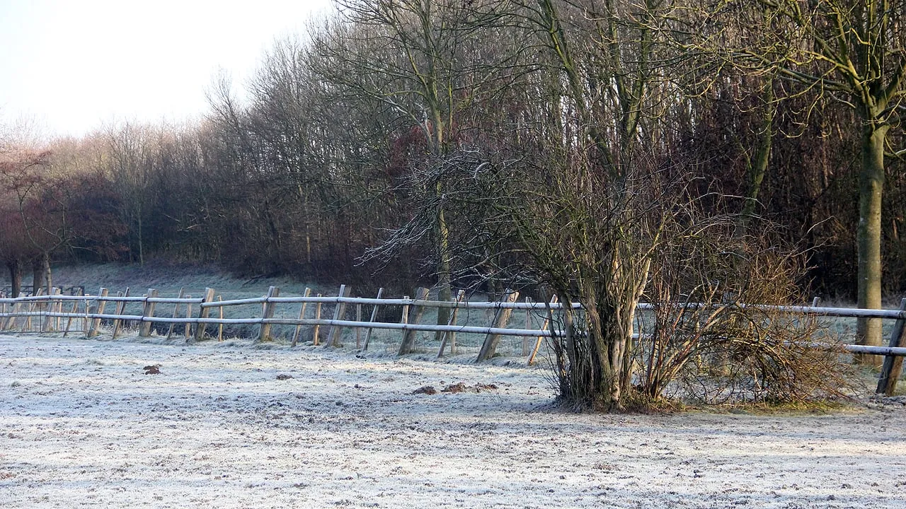 vrieskou vorst aan de grond wei bij ten eysden daniken
