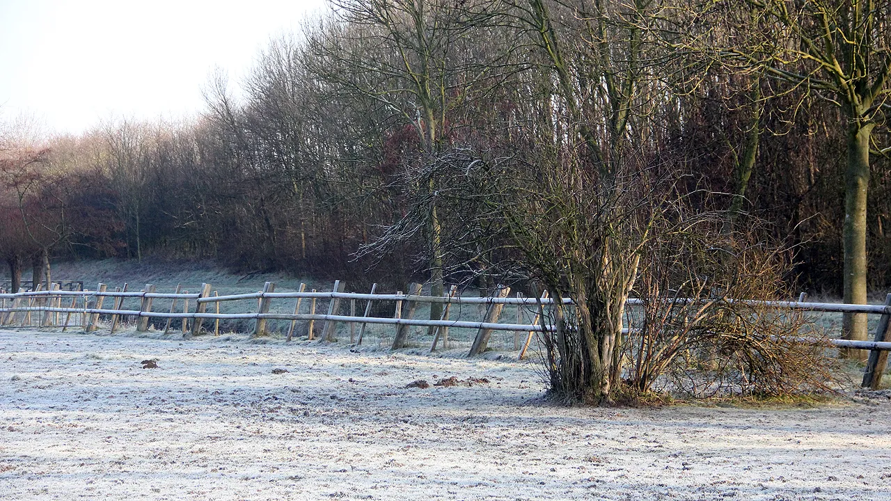 vrieskou vorst aan de grond wei bij ten eysden daniken