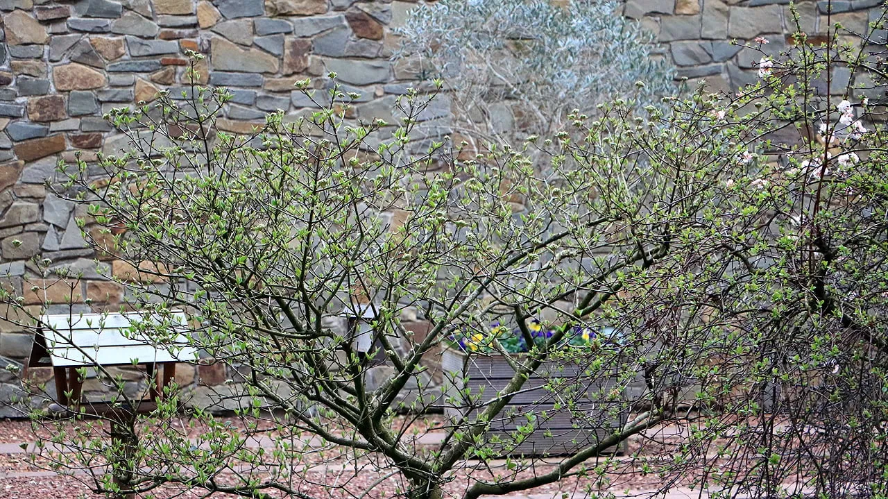 vroege start van de lente in 2020