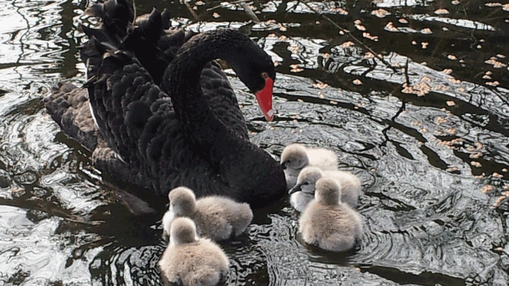 vs86hynk13ovp7axdoauwgbif zwarte zwaan met kuikens in water 150016 9
