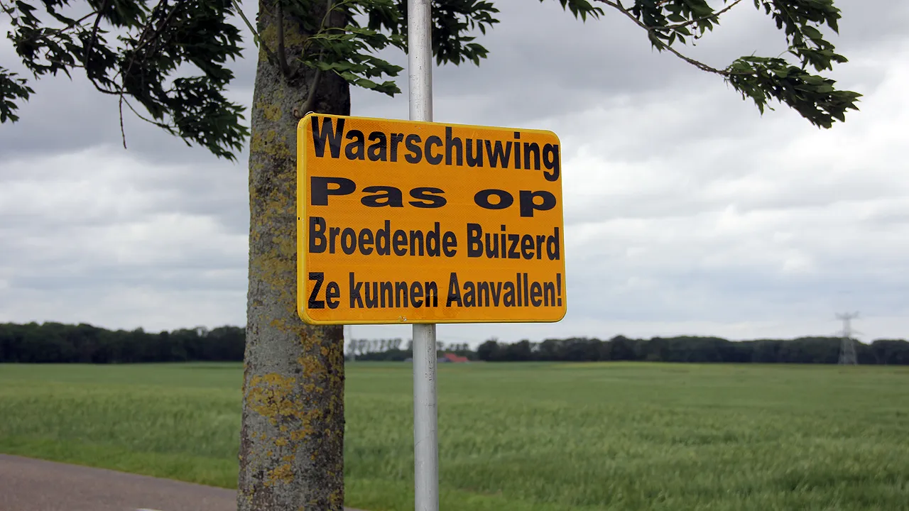 waarschuwing voor agressieve broedende buizerd