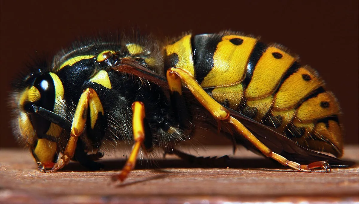 wasp 257730 1280 wesp