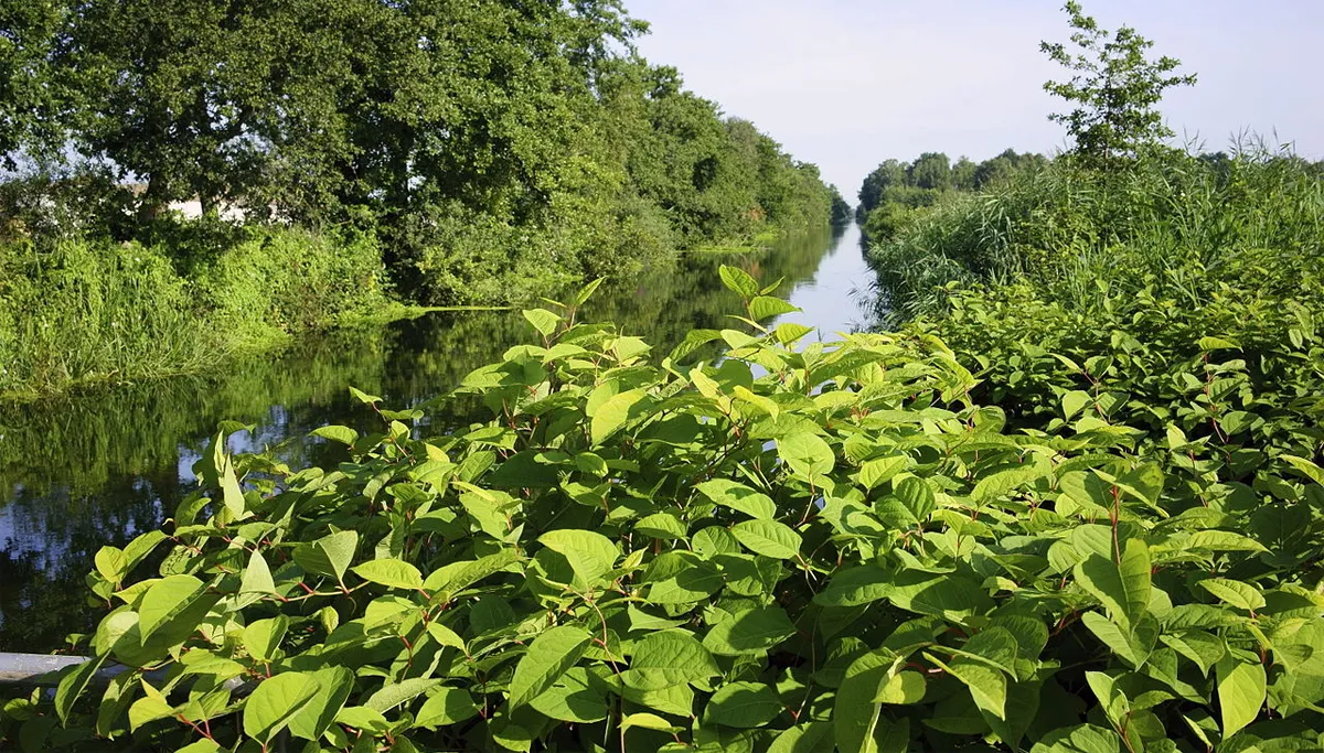 waterschap bestrijding japanse duizendknoop