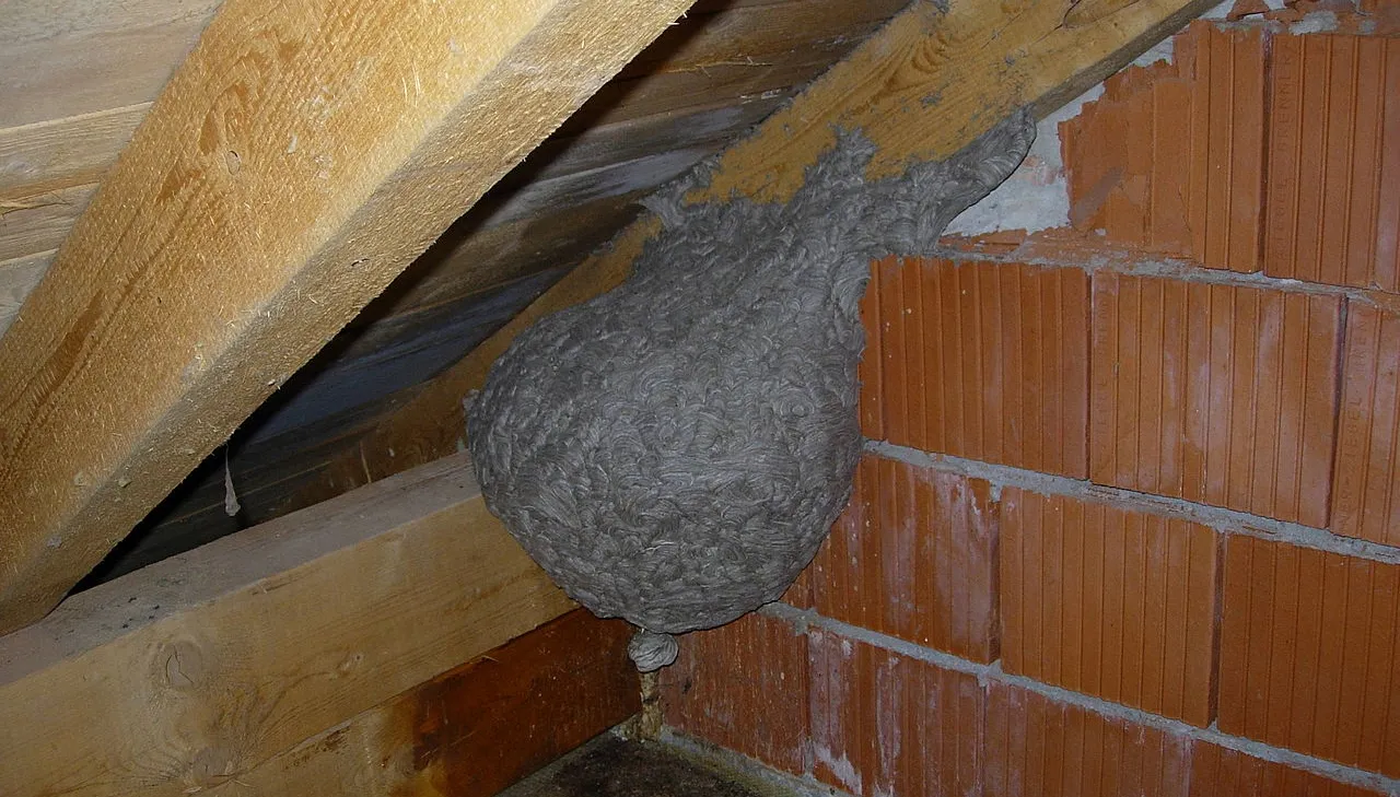 wespennest manuel egger cc by sa 30