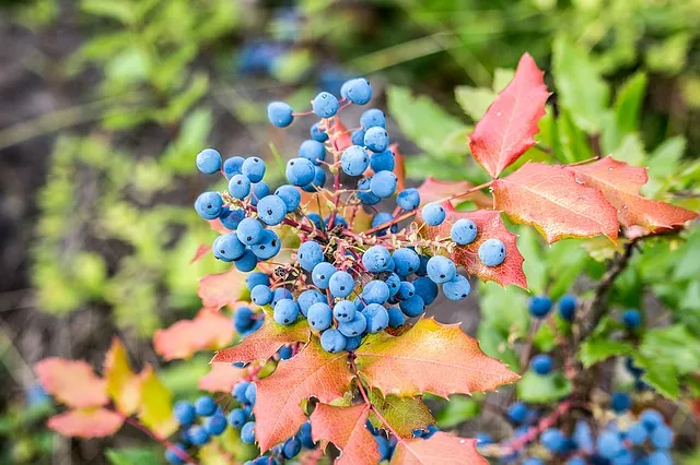 wild blueberries 1525441 640 voedselbos wilde bosbessen
