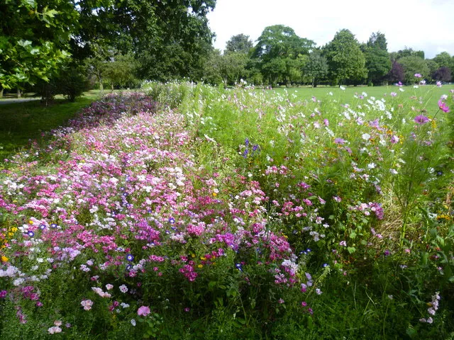 wild flowers in mostyn garden copyright marathon cc by sa 20