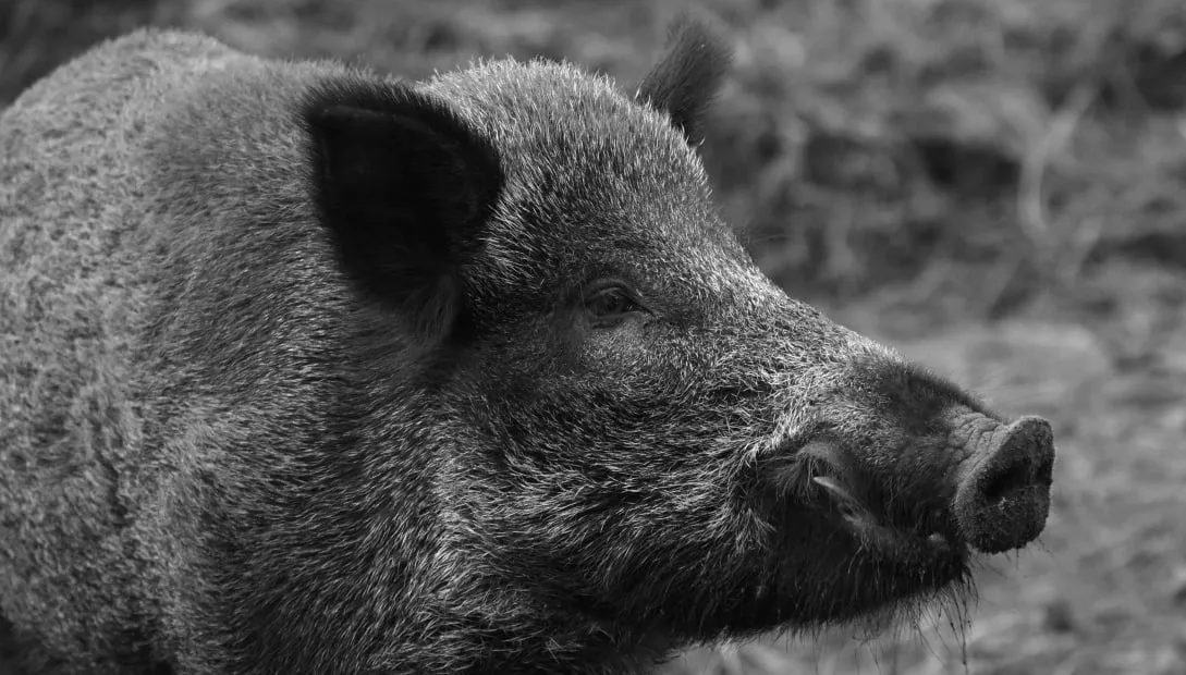 wild zwijn cc0 pxhere