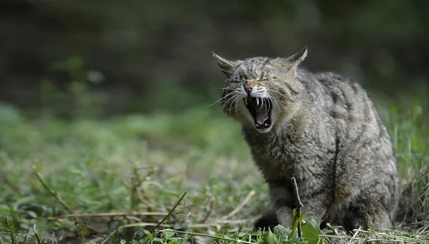 wilde kat cc0 pixabay wildcat 356805 640