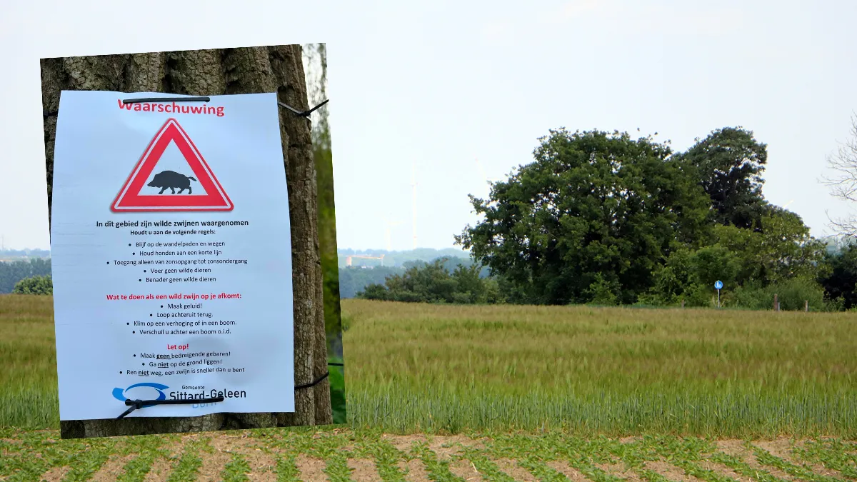 wilde zwijnen kollenberg sittard mei 2023