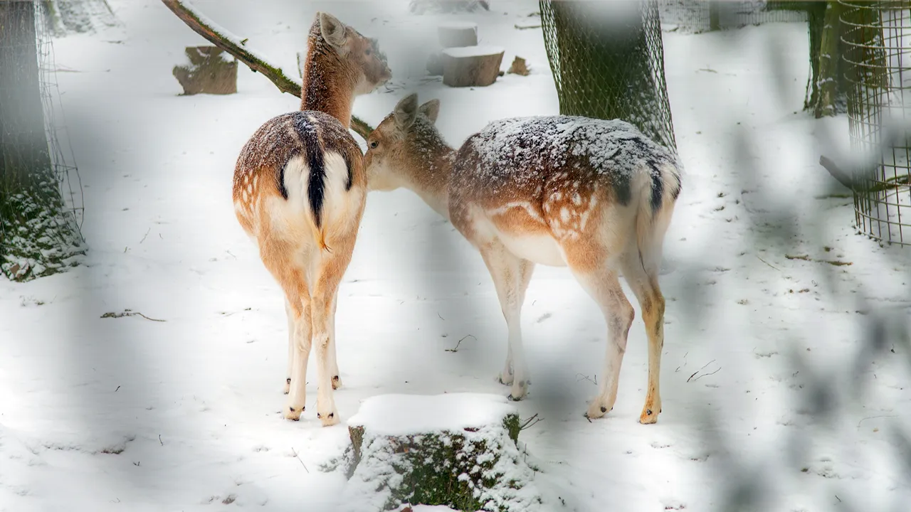 winter geleen daniken ivo goessens 2