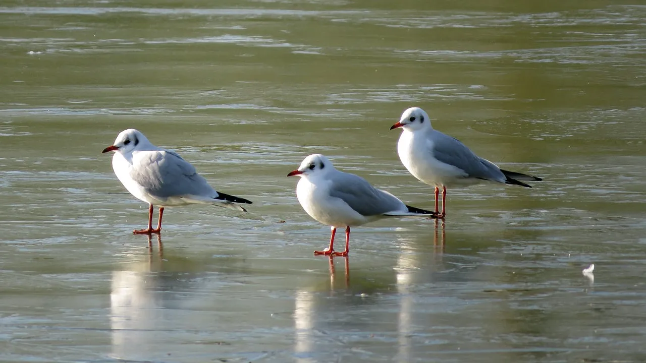 winter januari 2018 tom bloem 1