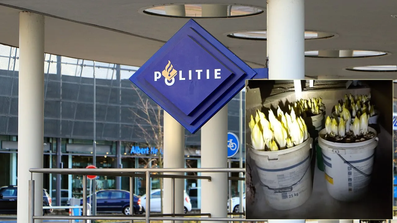 witlofplantage geleen