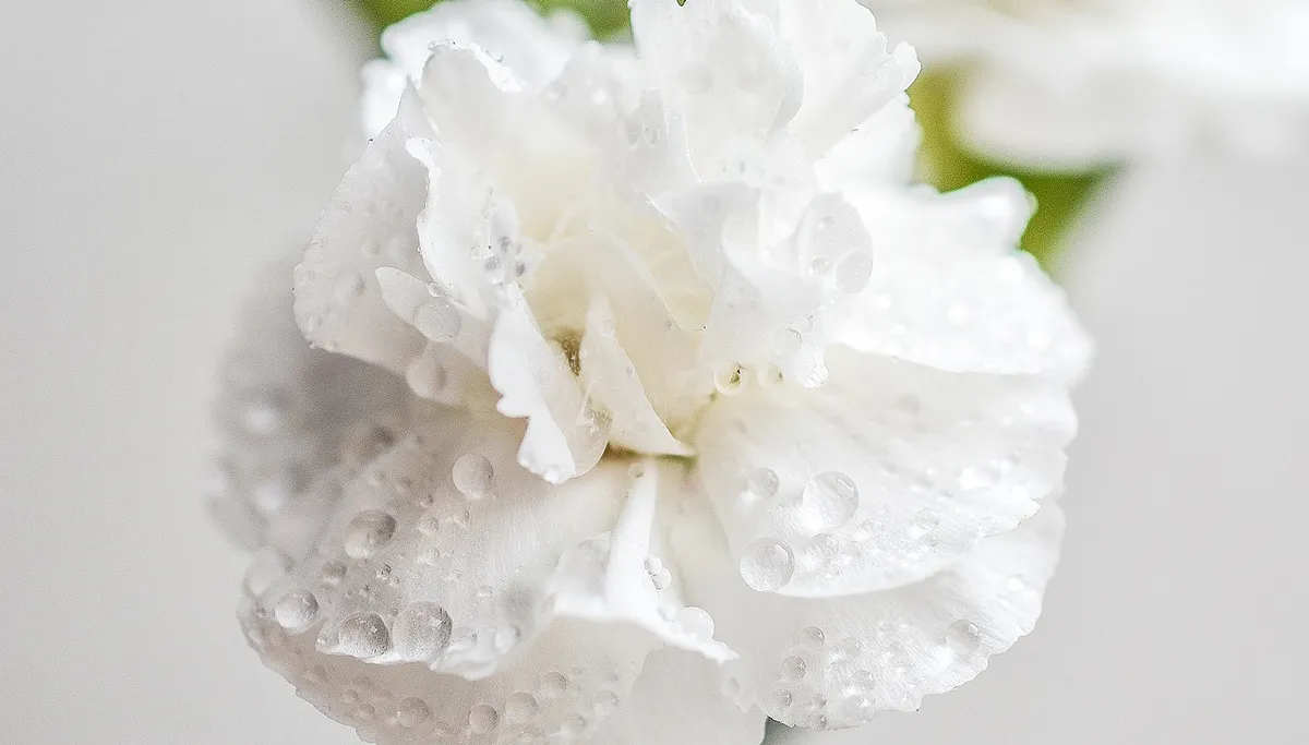 witte anjer cc0 pixabay