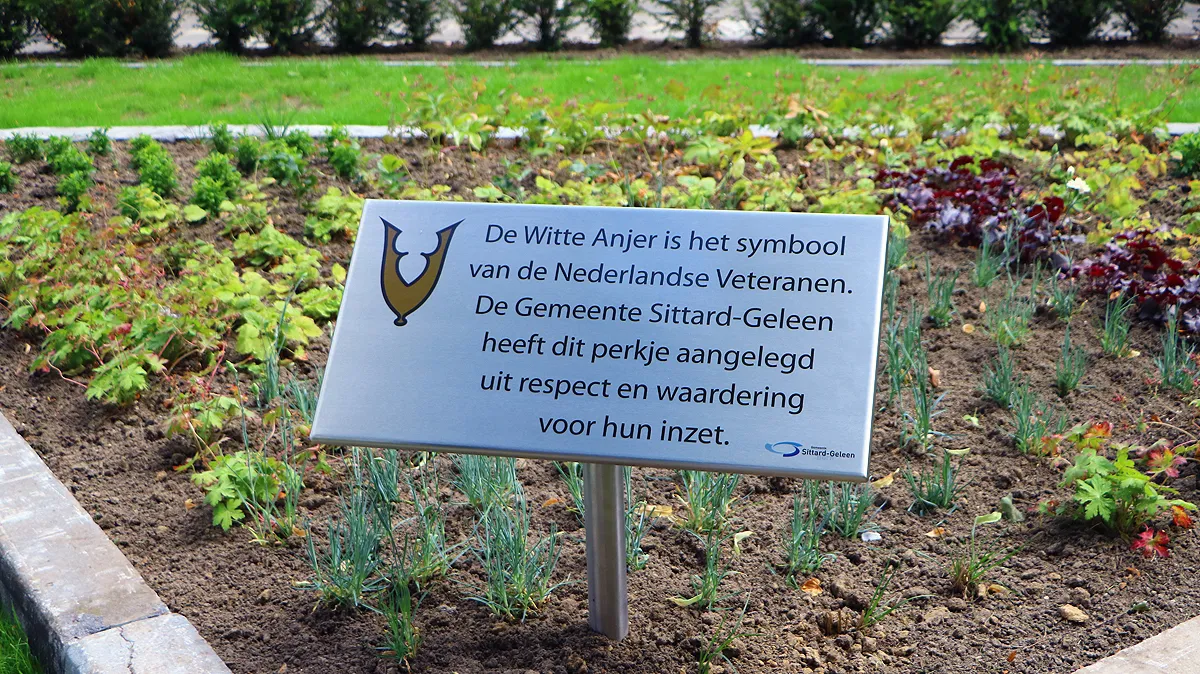 witte anjerperkje sittard geleen img 3978