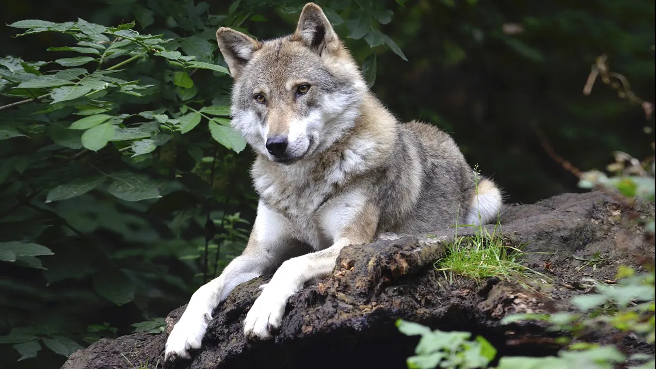 wolf cc0 pixabay 1336229 1280