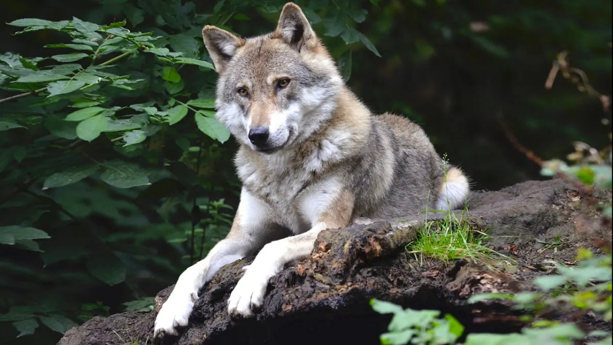 wolf cc0 via pixabay